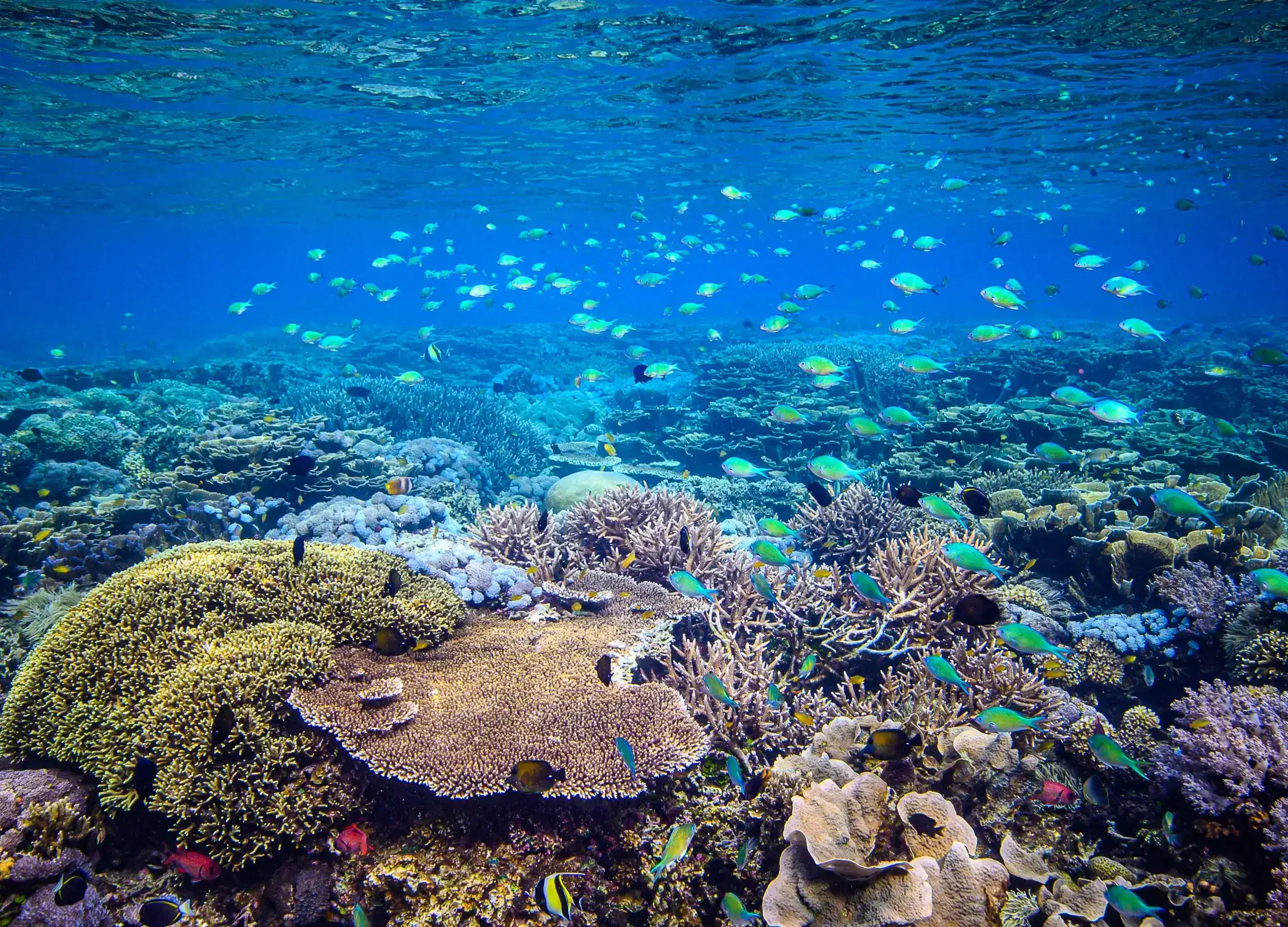Coral reef scene