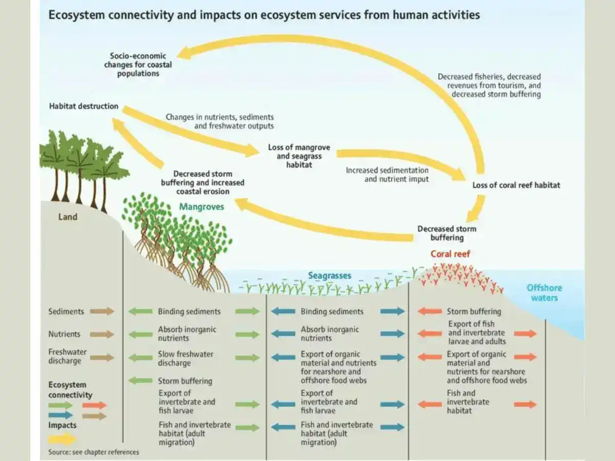 Corals ecosystem connectivity infographics