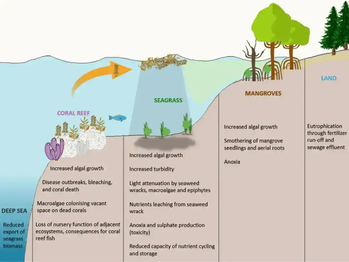 Corals need good water infographics