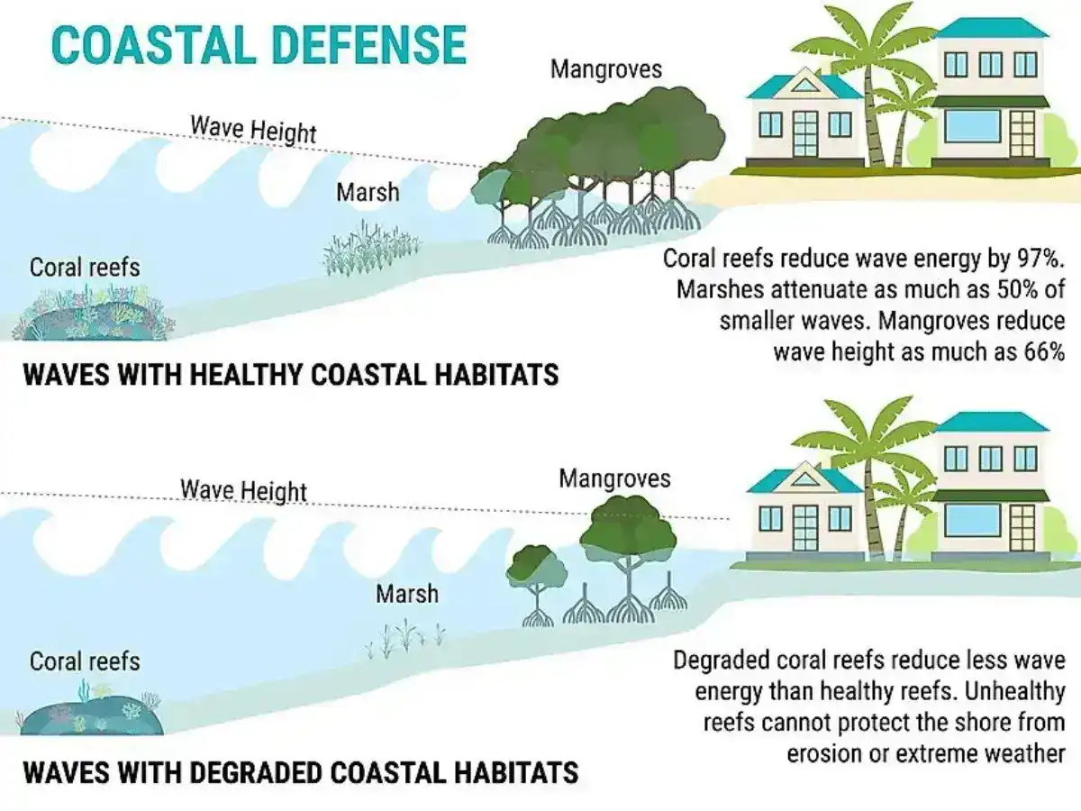 How good weather helps corals grow