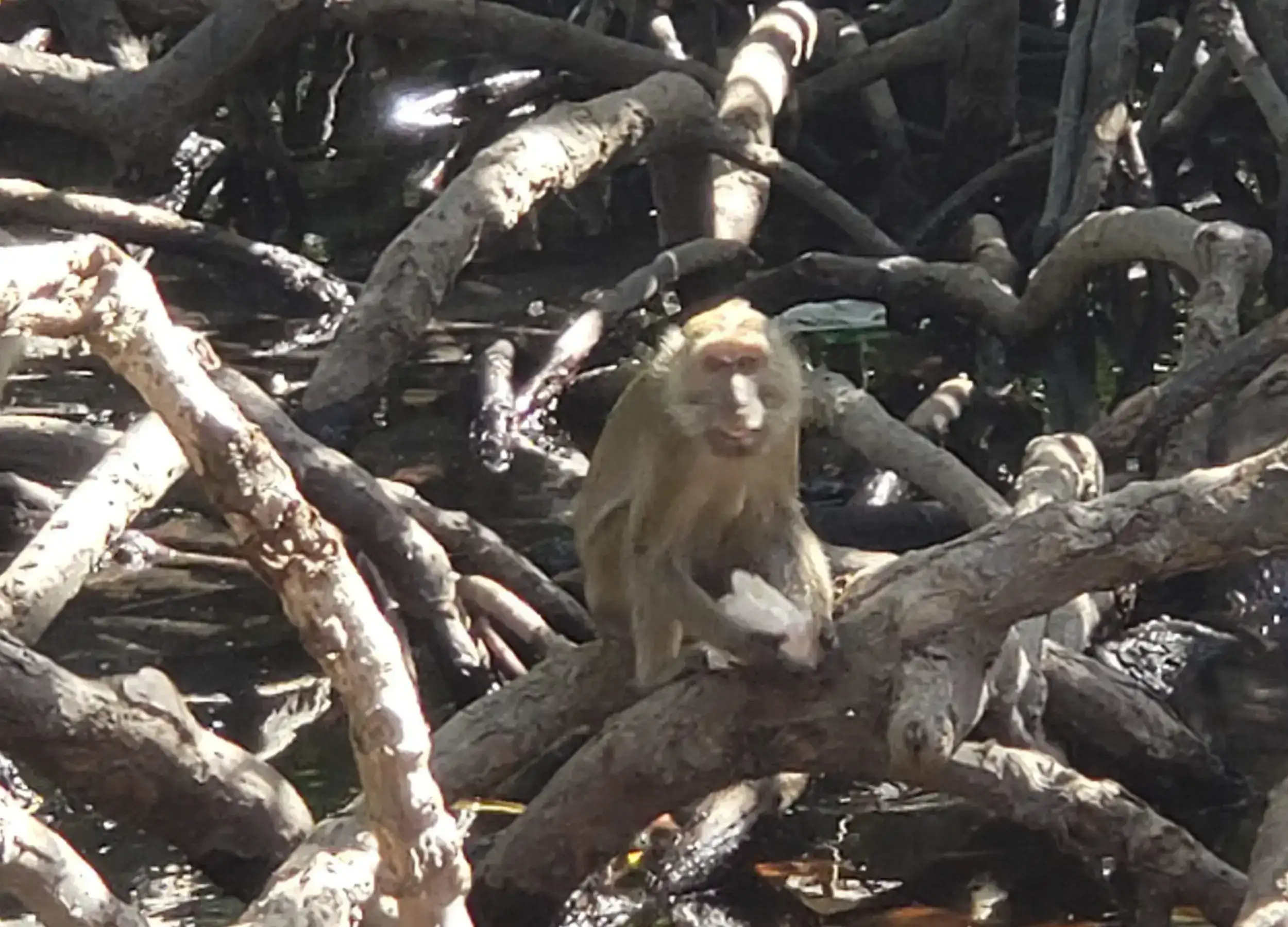 Crab eating macaque in Komodo Island