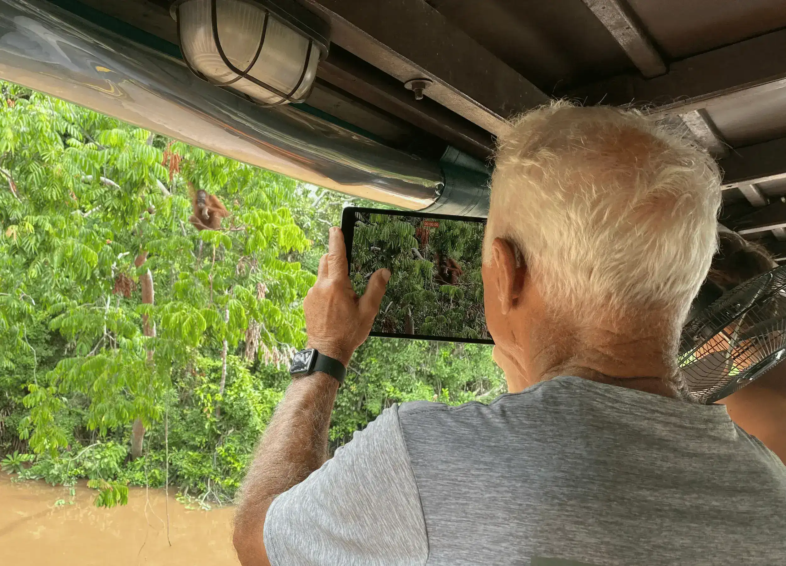 Encounter with Bornean Orangutan