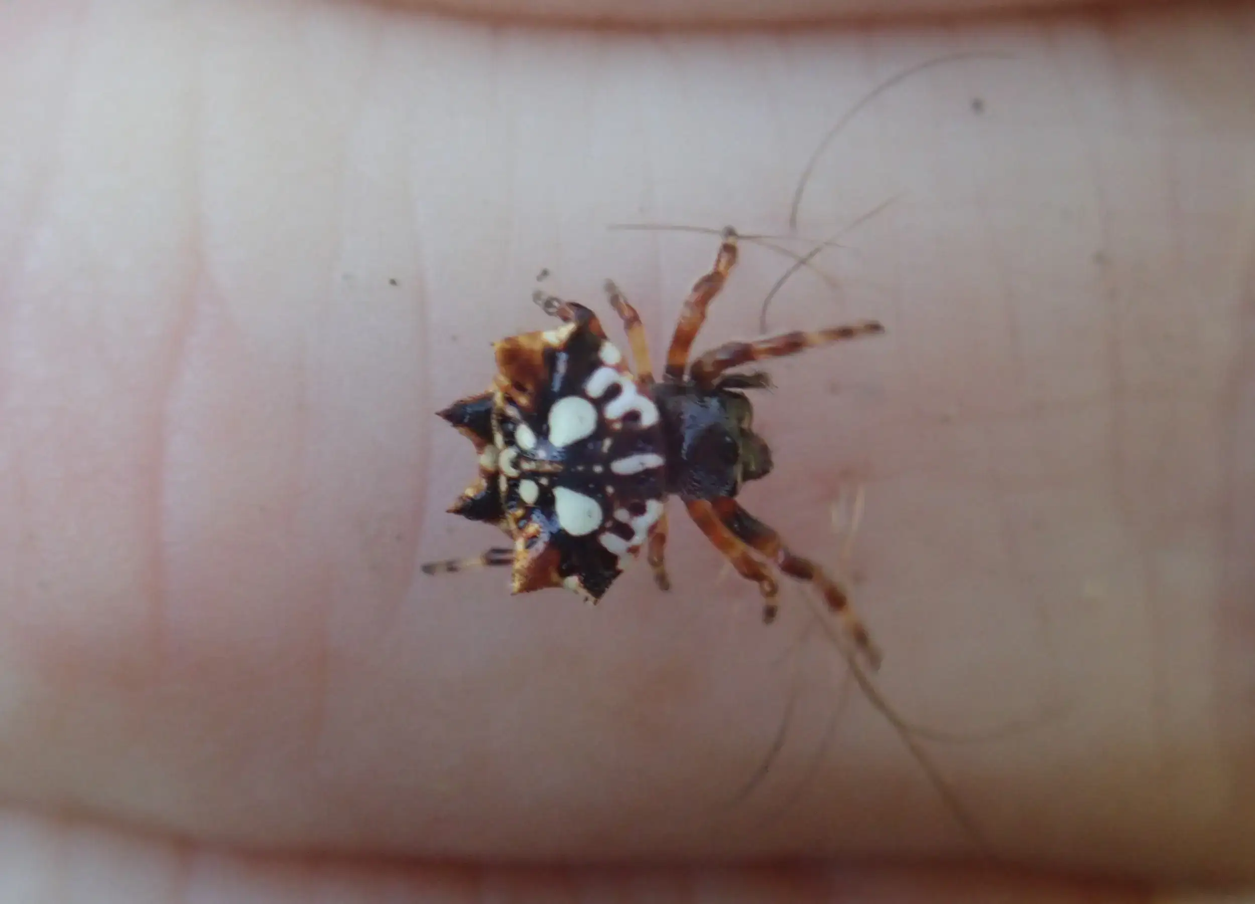 Gasteracantha sp