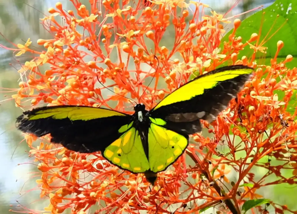 Golden Birdwing Butterfly