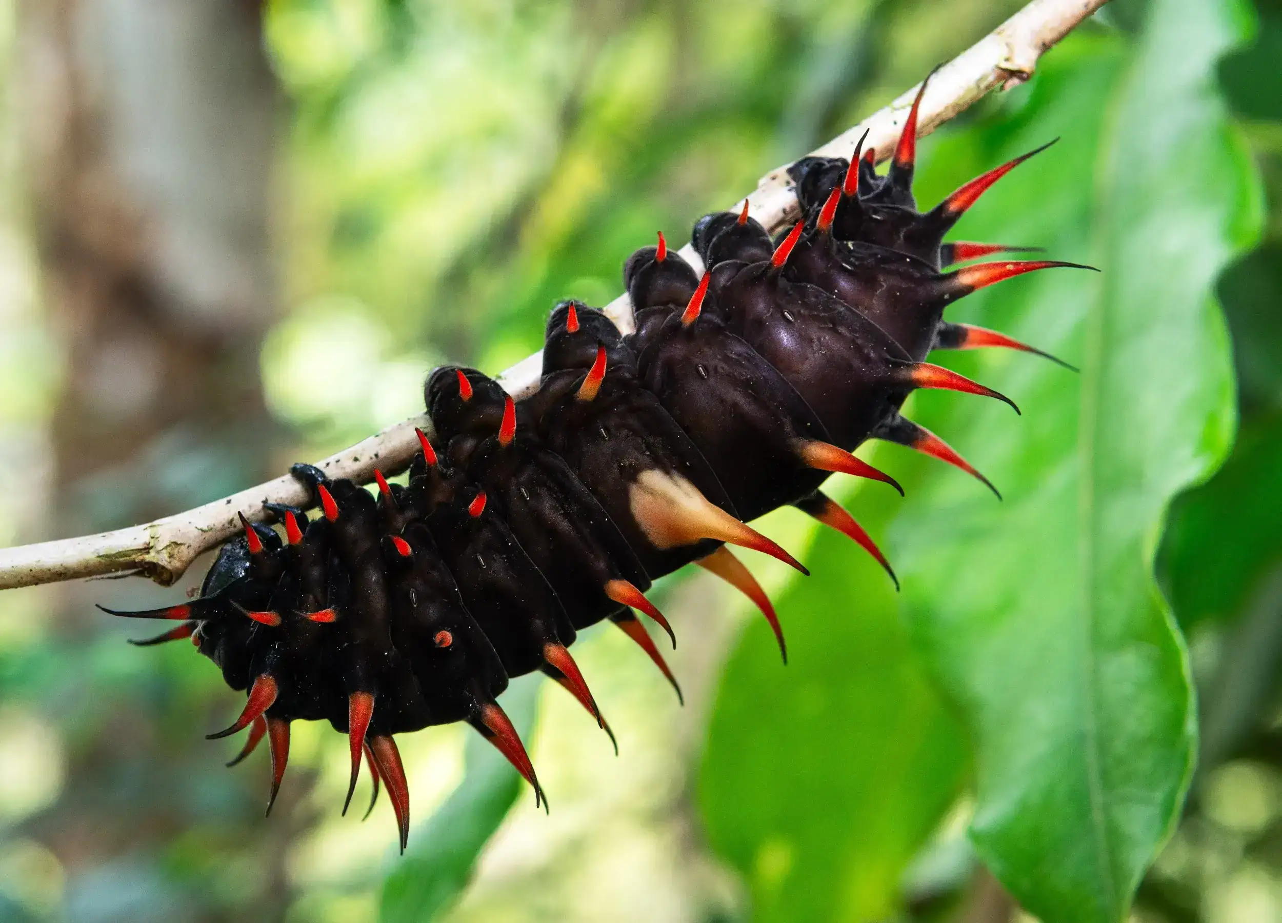Golden Birdwing Caterpillar