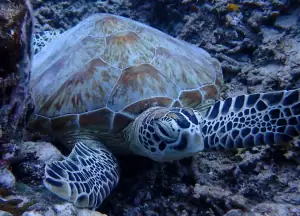 Green Sea Turtle