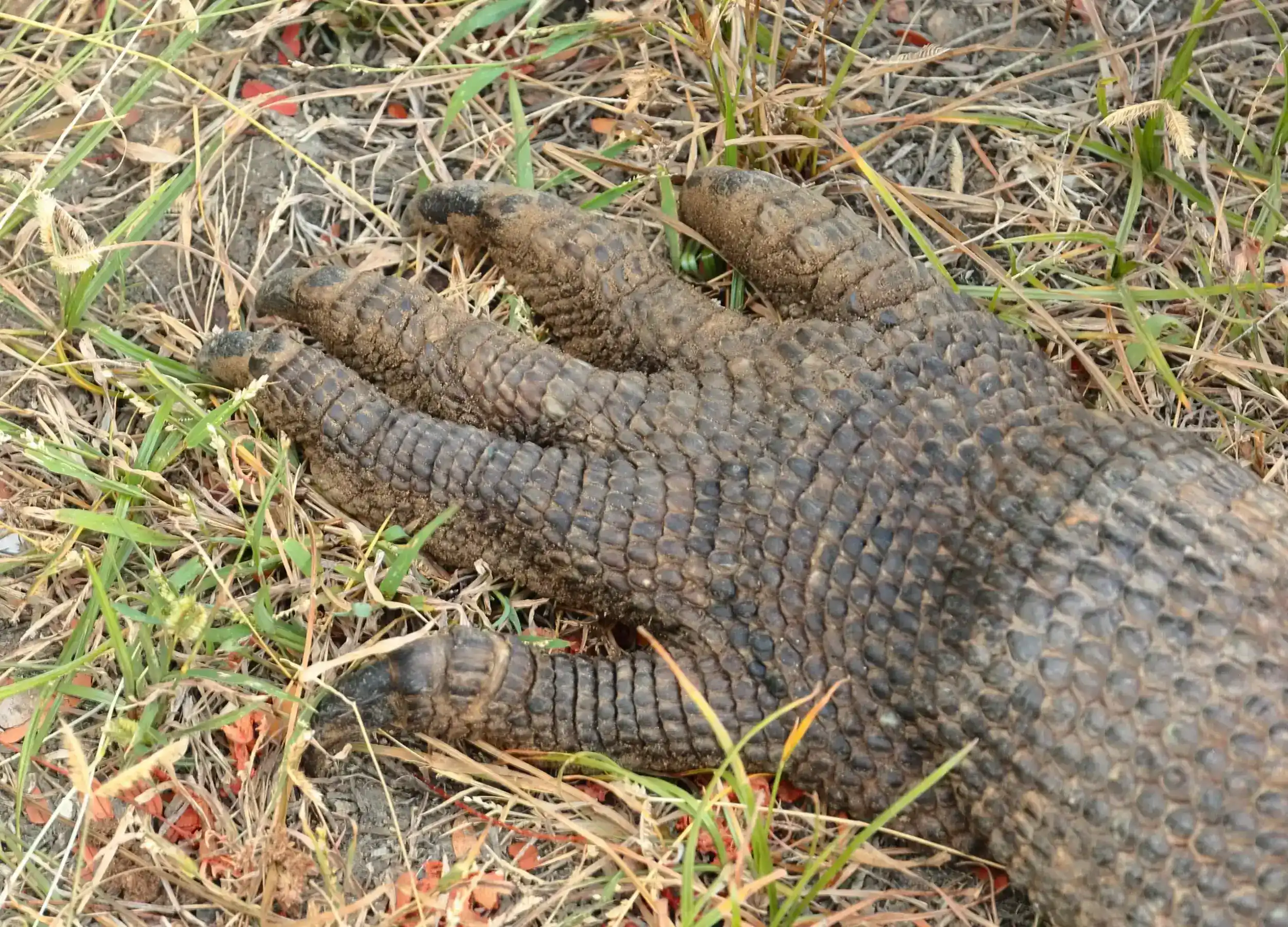 Komodo dragon claws
