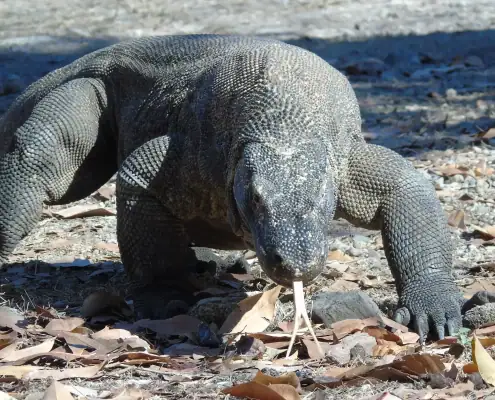 Komodo dragon showing its forked tongue
