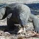 Komodo dragon showing its forked tongue