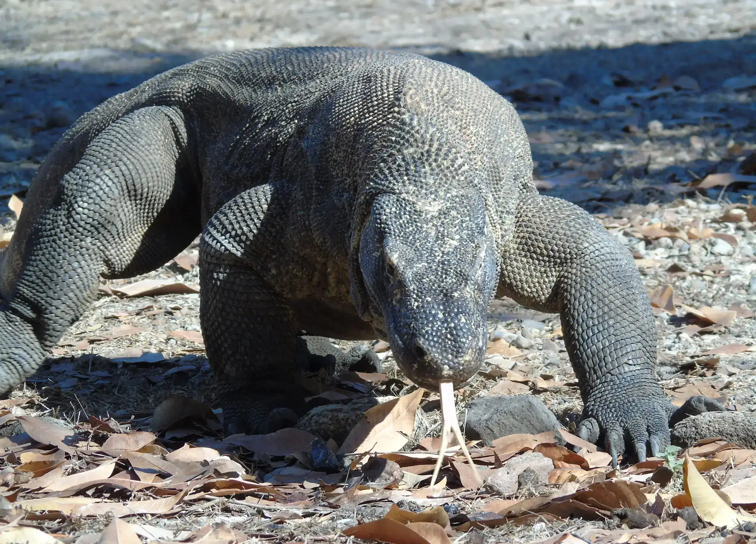 Komodo dragon showing its forked tongue