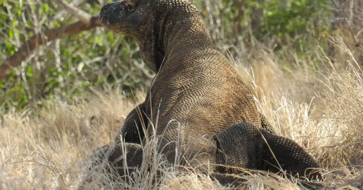 Komodo dragon fullbody