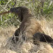Komodo dragon fullbody