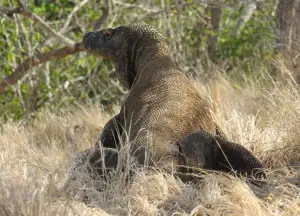 Komodo dragon fullbody