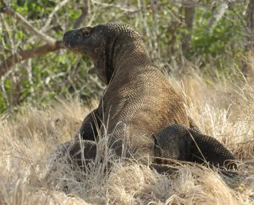 Komodo dragon fullbody