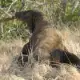 Komodo dragon fullbody