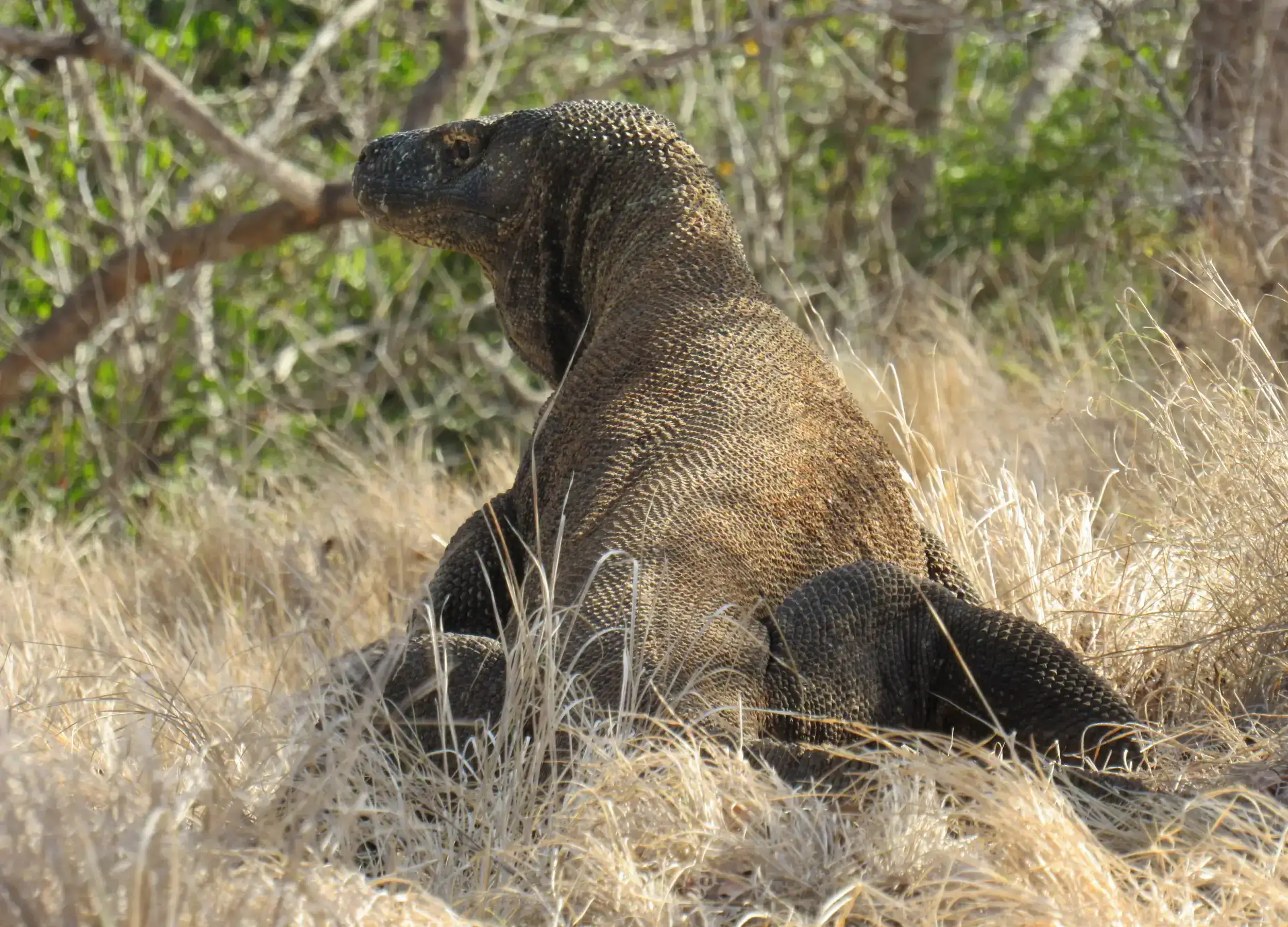 Komodo dragon fullbody