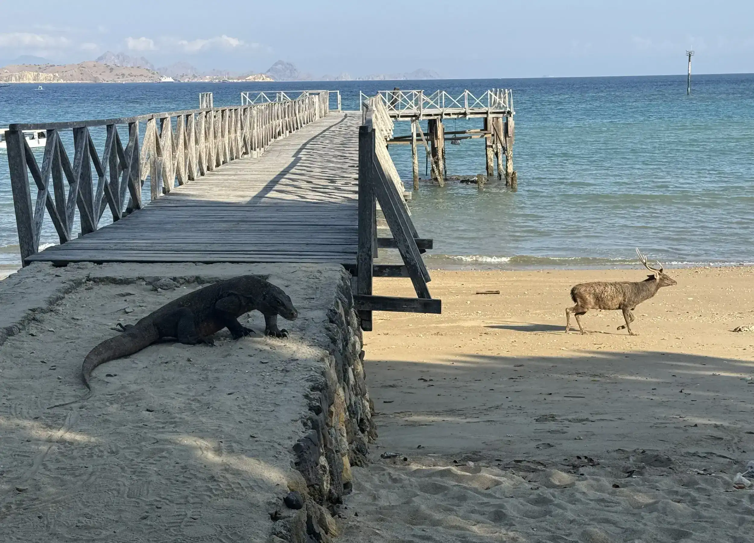 Komodo dragon prepare to hunt deer
