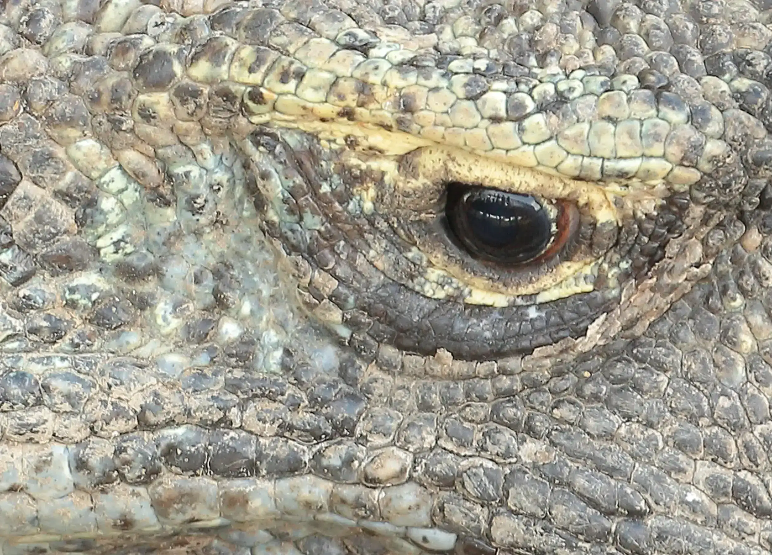 Komodo dragon eyes