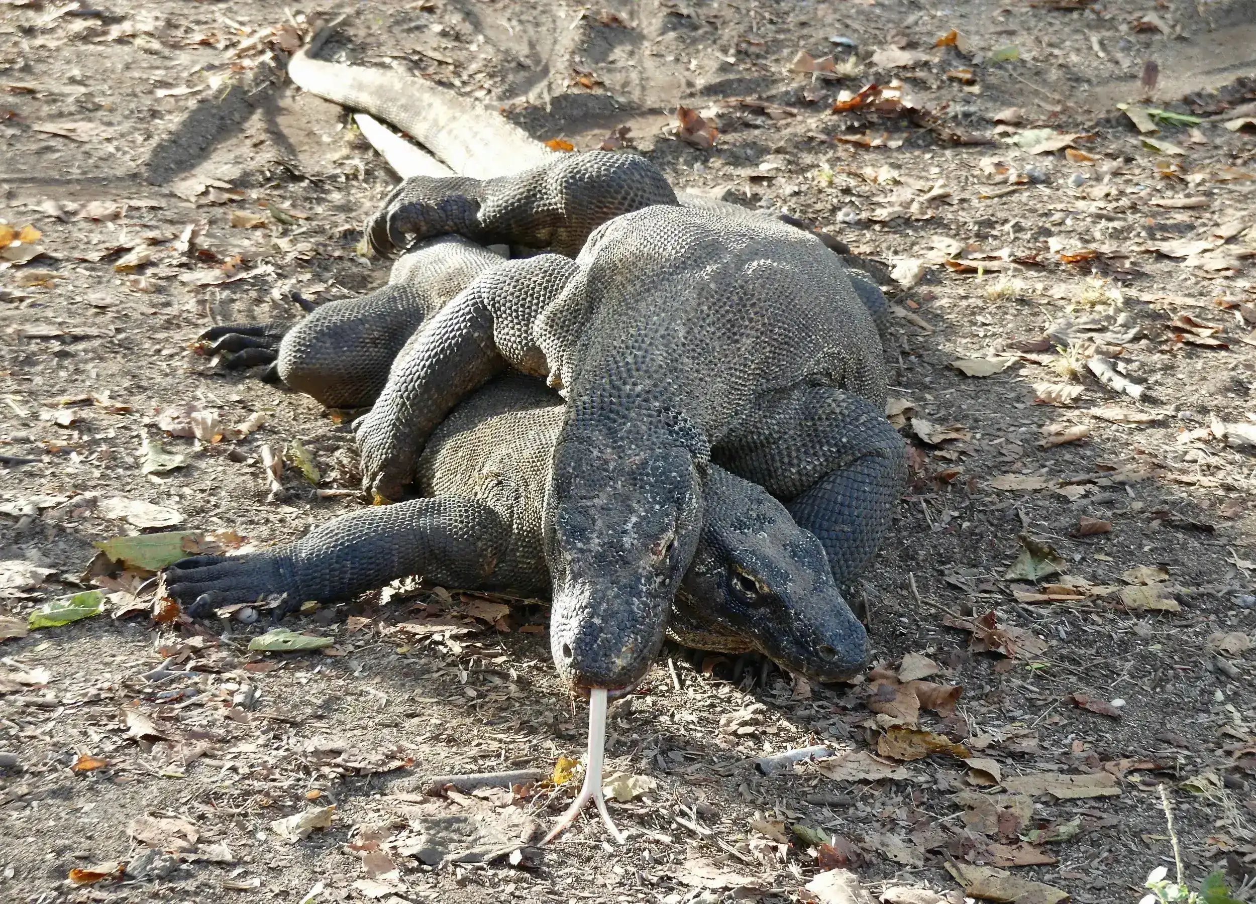 Komodo dragon mating