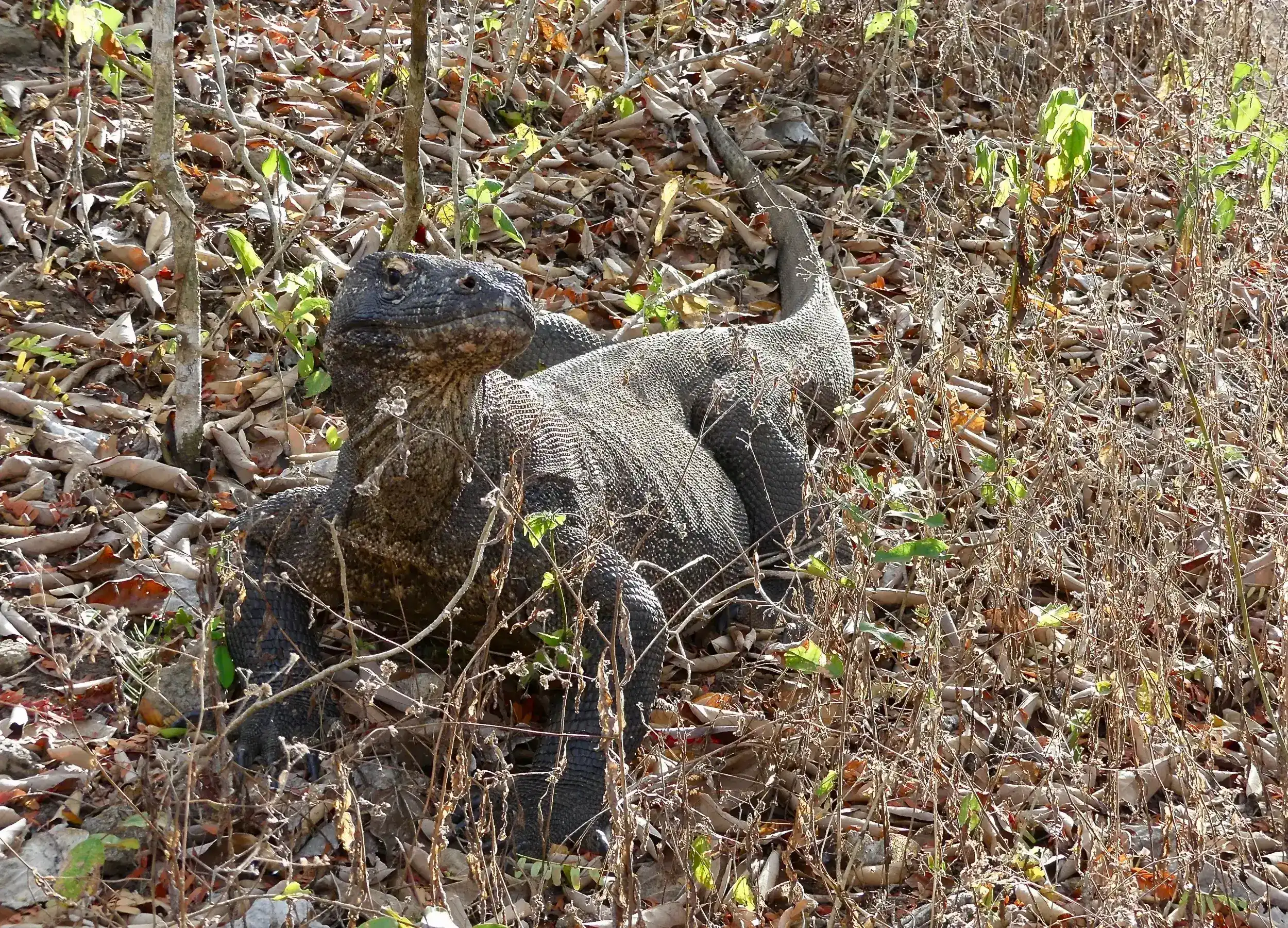 Komodo dragon prepare to hunt