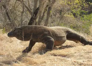 A giant and long size komodo dragon