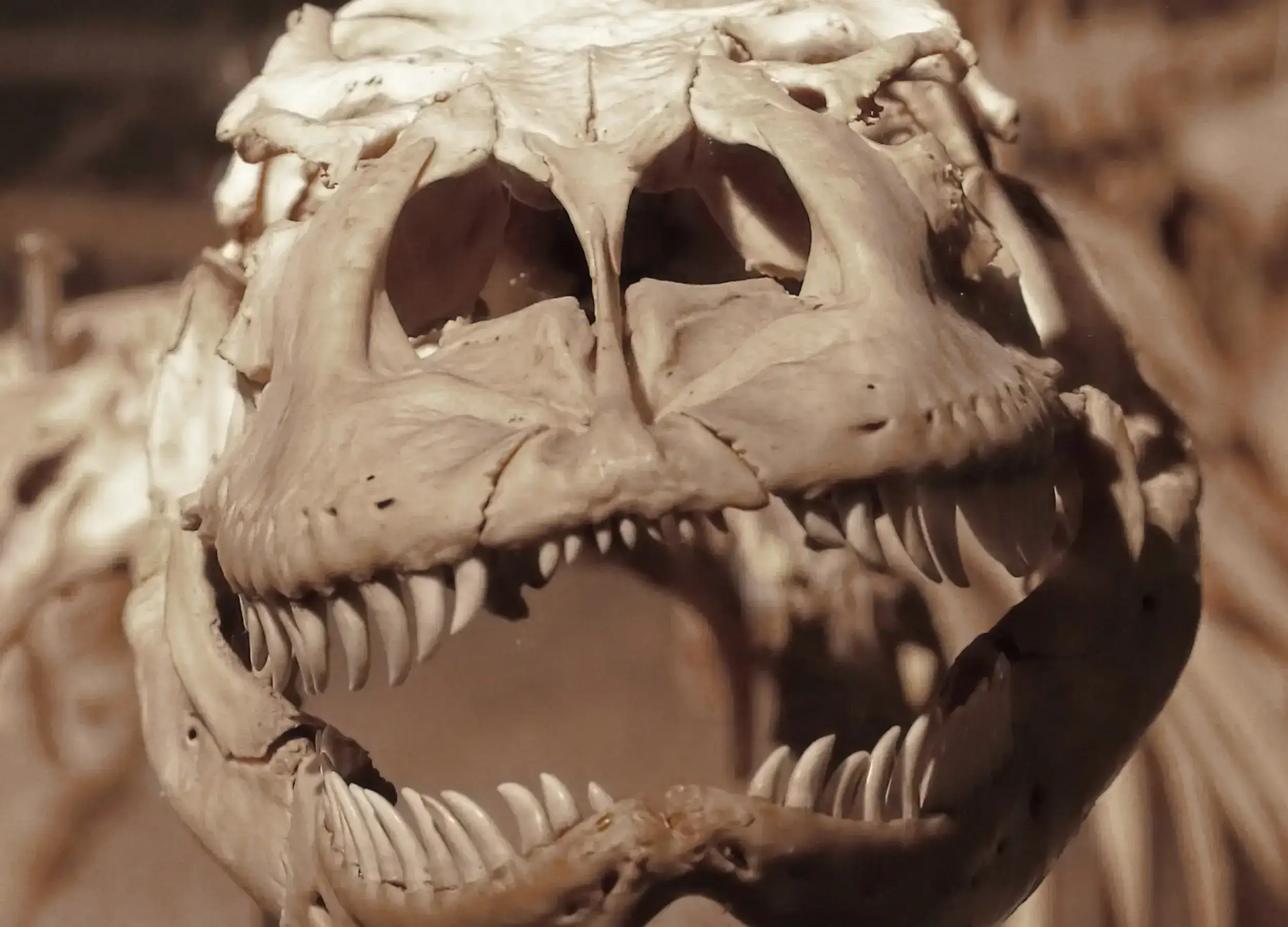 Komodo dragon skull