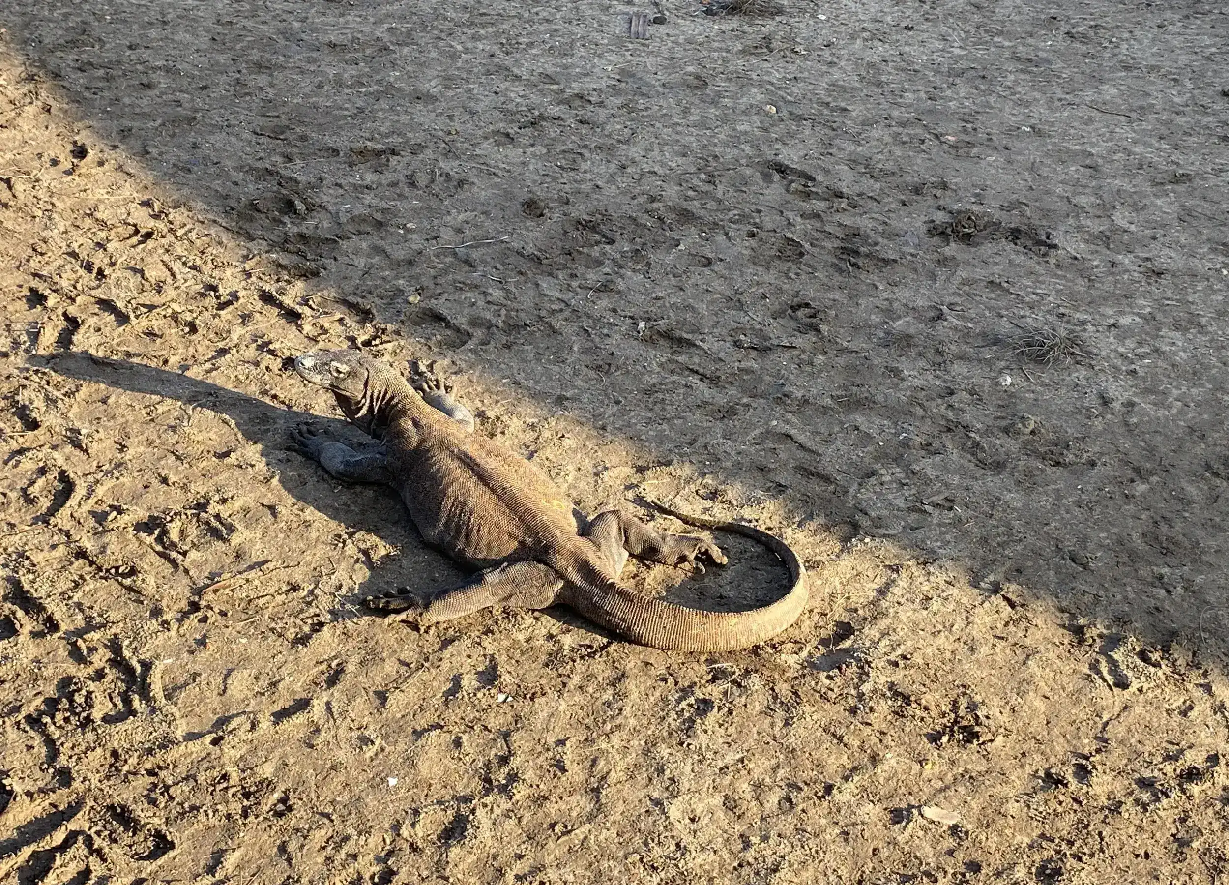 Komodo dragon sunbathing