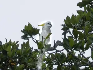 Lesser sulphur-crested cockatoo hanging on the tree