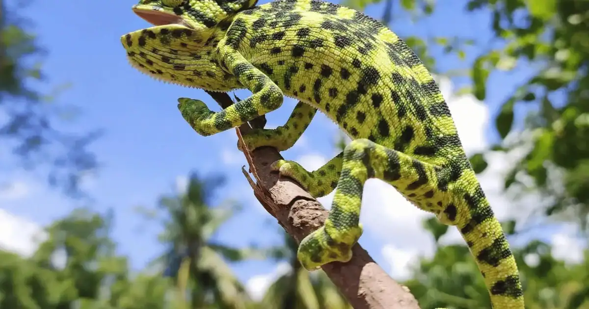 Lizard