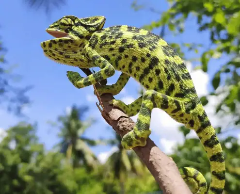 Lizard