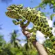 Lizard