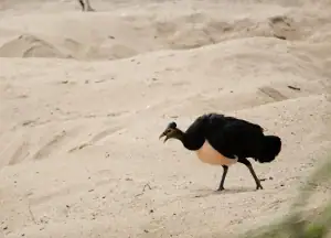 Maleo Bird