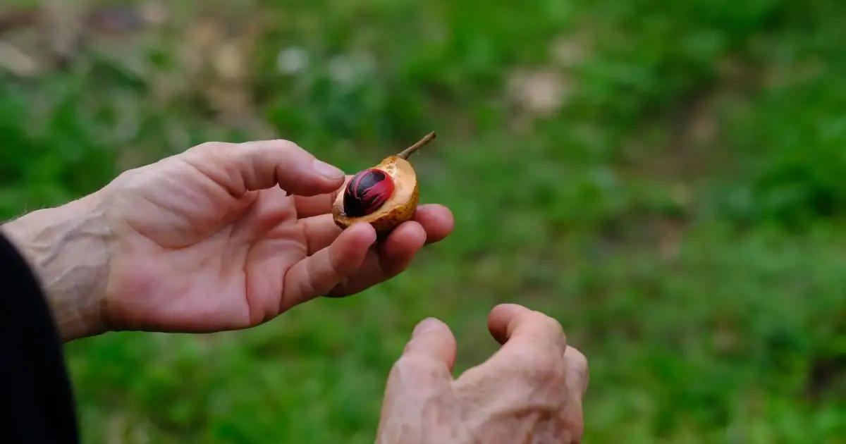 A hand holding the nutmeg in the Spice Islands