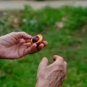 A hand holding the nutmeg in the Spice Islands