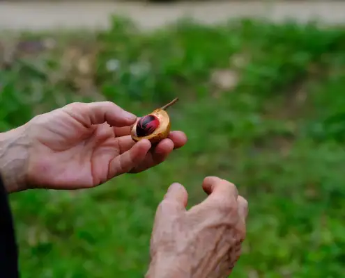 A hand holding the nutmeg in the Spice Islands