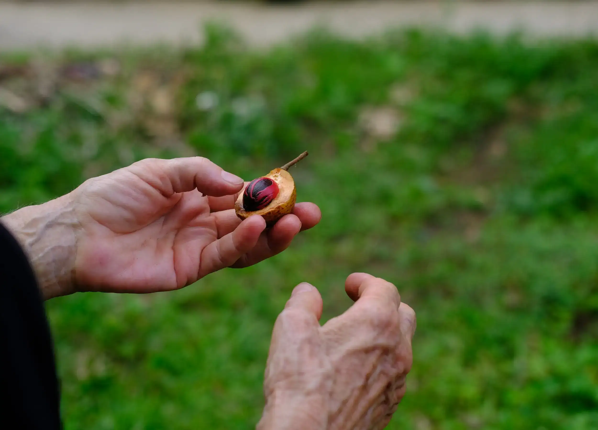 A hand holding the nutmeg in the Spice Islands