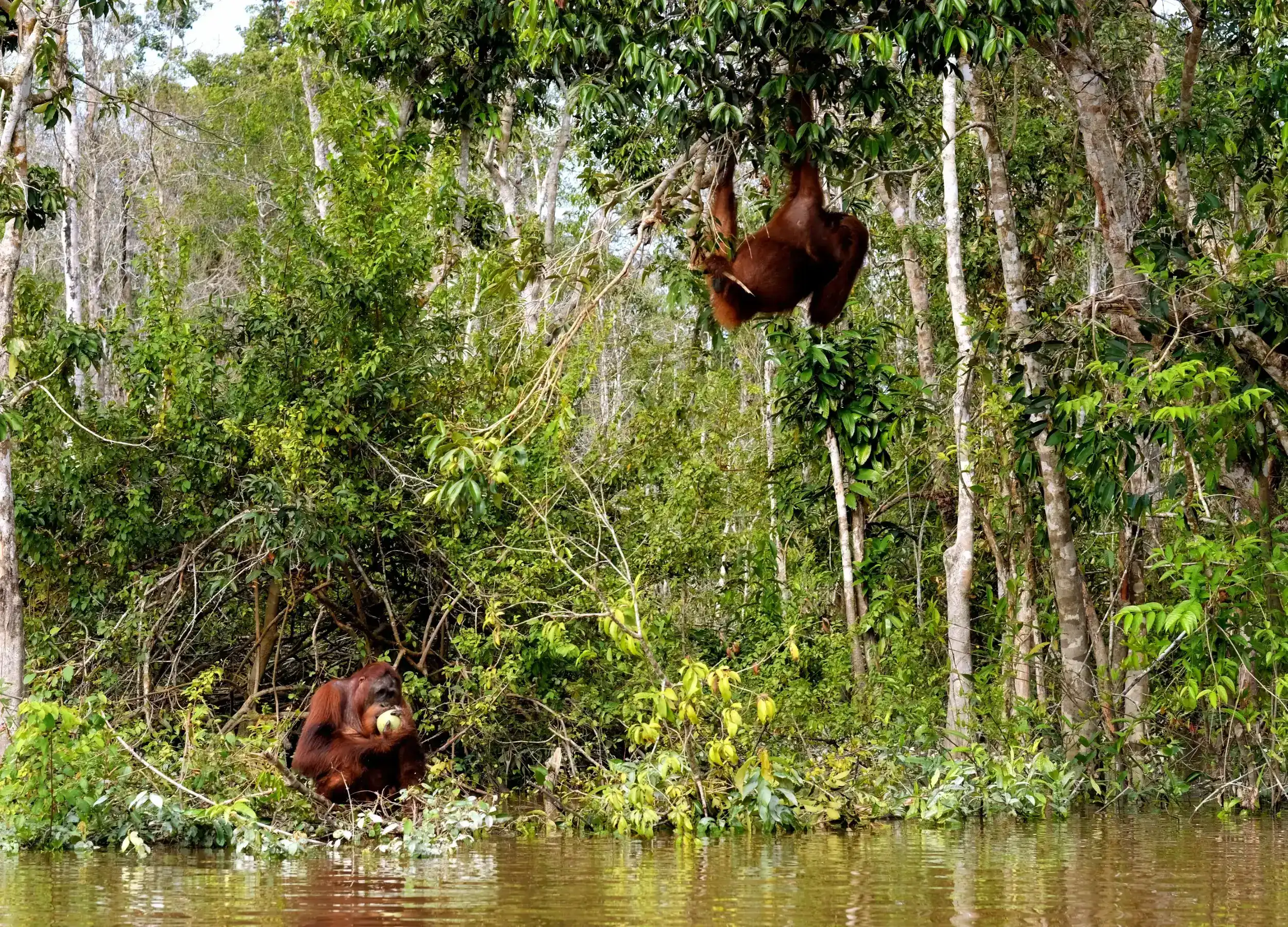 Two orangutans in Borneo inside the rainforest of Kalimantan