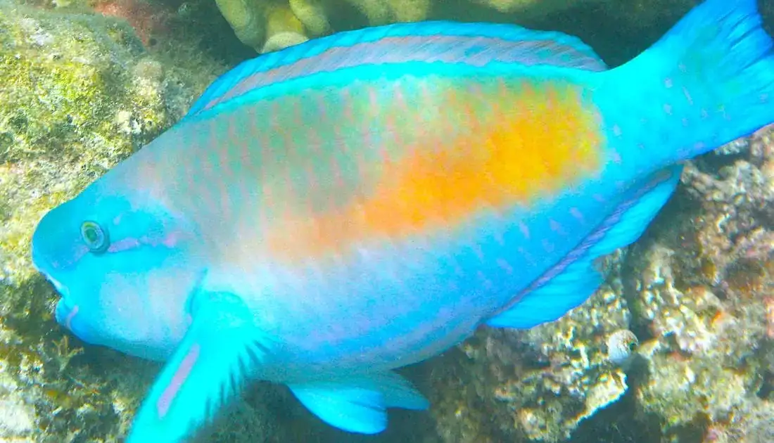 parrotfish eating corals