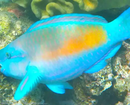 parrotfish eating corals
