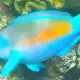parrotfish eating corals