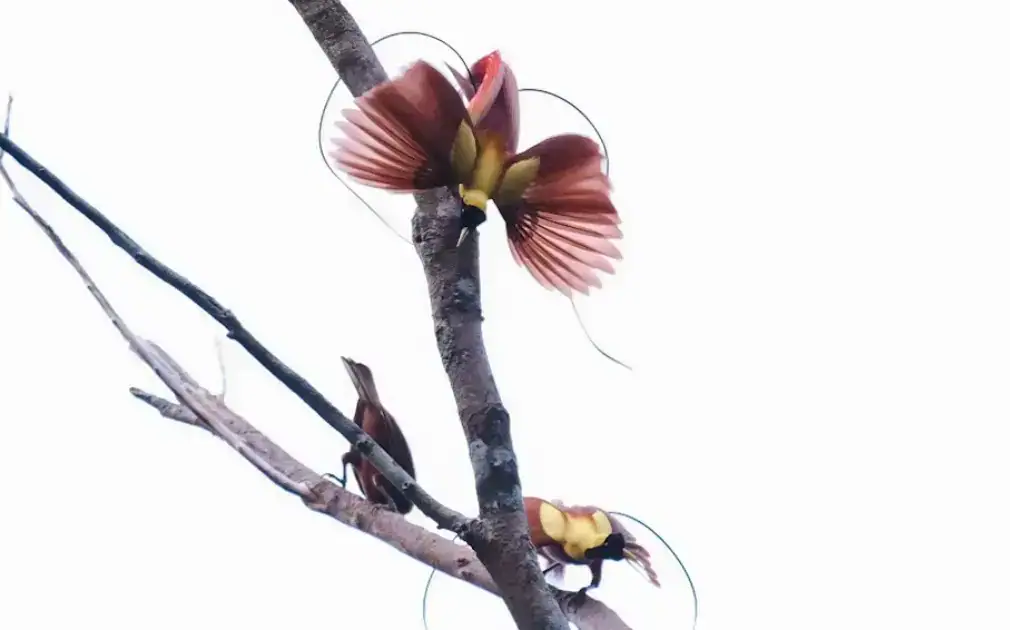 Red Birds of Paradise