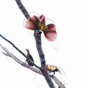 Red Birds of Paradise