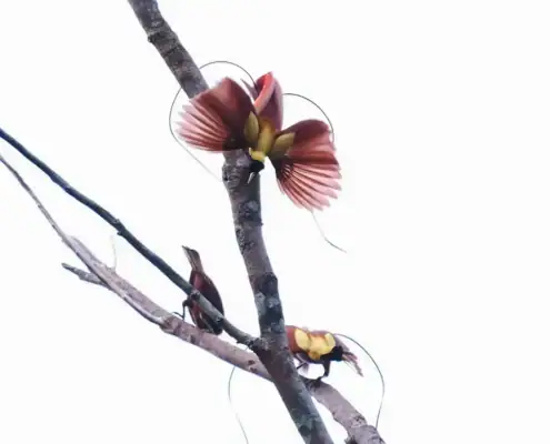 Red Birds of Paradise