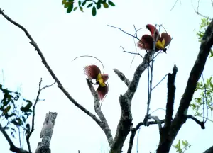 Red Birds of Paradise in Raja Ampat showing a mating dance