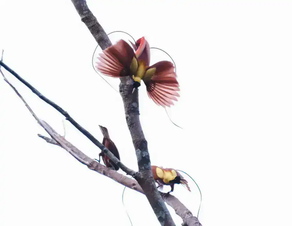 Red Birds of Paradise