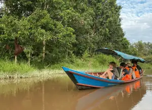 SeaTrek's guests encounter with Bornean Orangutans.