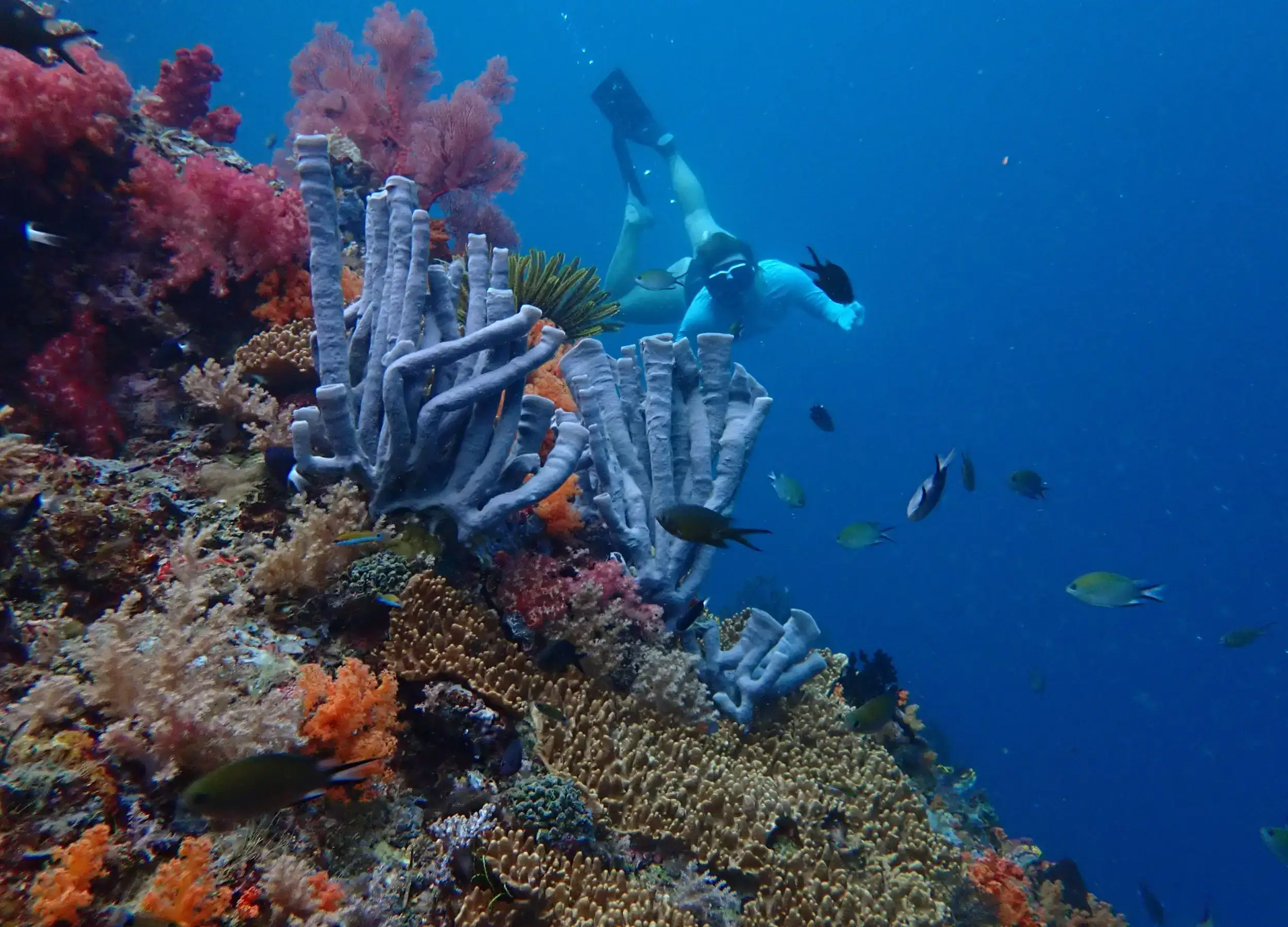SeaTrek's guest snorkeling in Kapatcol Raja Ampat with colorful corals
