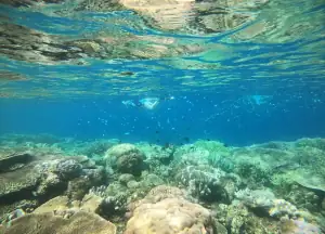 Snorkeling in Nusatea Maluku