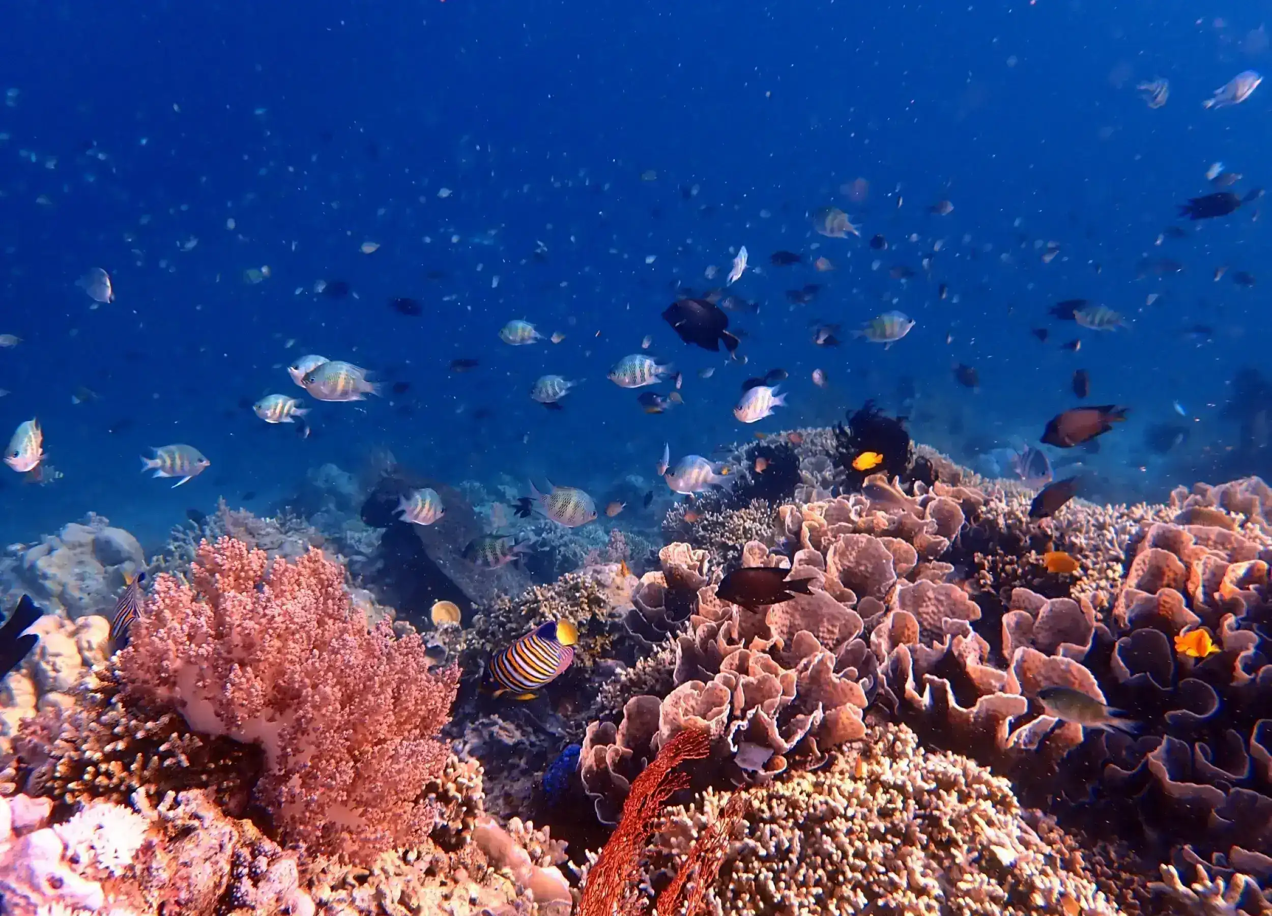 Snorkeling in Sebayur Island Komodo