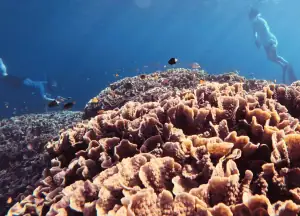Snorkeling in indonesia